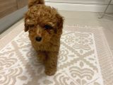Safkan Orji̇nal Kizil Toy Poodle Di̇şi̇