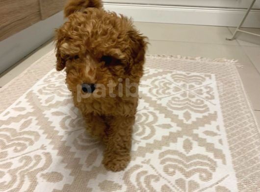 Safkan Orji̇nal Kizil Toy Poodle Di̇şi̇ görsel