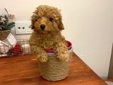 Safkan Orji̇nal Kizil Toy Poodle Di̇şi̇