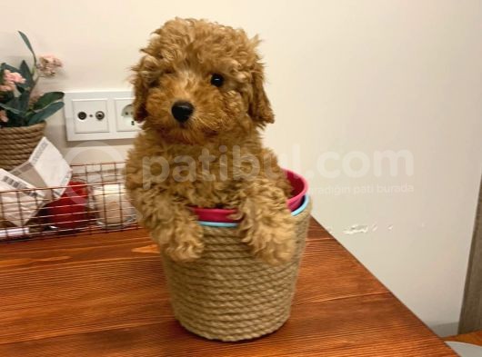 Safkan Orji̇nal Kizil Toy Poodle Di̇şi̇ görsel