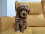 Show Class Redlight Poodle