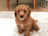 Show Class Redlight Poodle