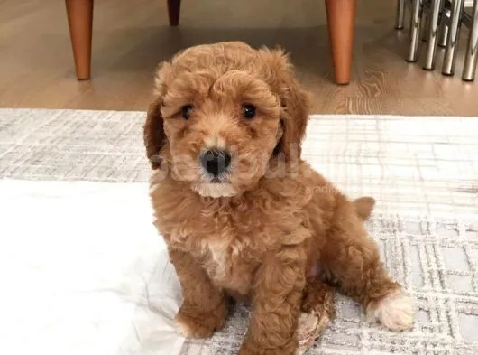 Show Class Redlight Poodle
