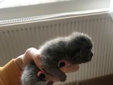 Minik Lokumlar