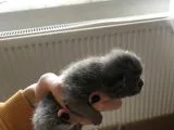 Minik Lokumlar