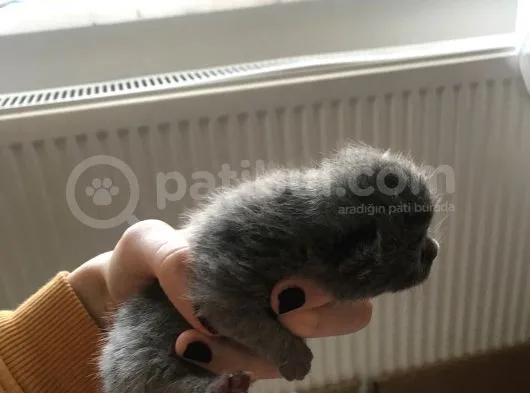 Minik Lokumlar