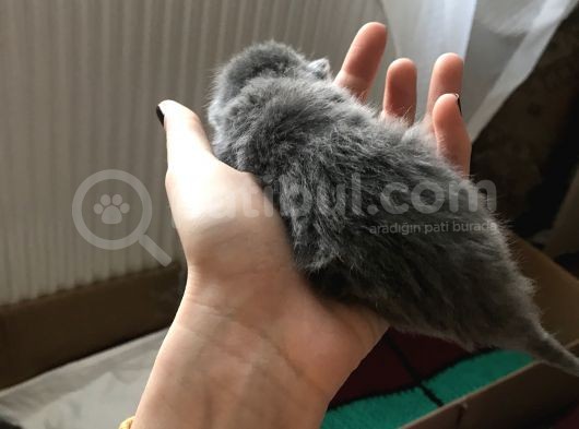 Minik Lokumlar görsel