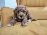 Show Class Redlight Poodle