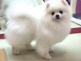 Secereli Pomeranian