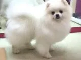 Secereli Pomeranian