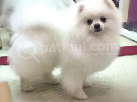 Secereli Pomeranian