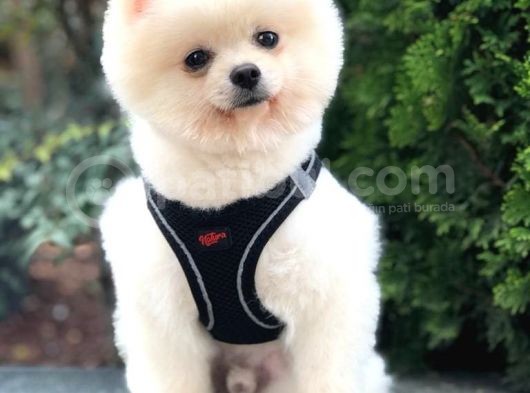 Secereli Pomeranian görsel