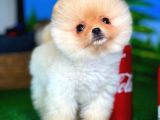 Pomeranian Boo