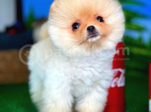 Pomeranian Boo görsel