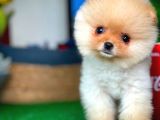 Pomeranian Boo
