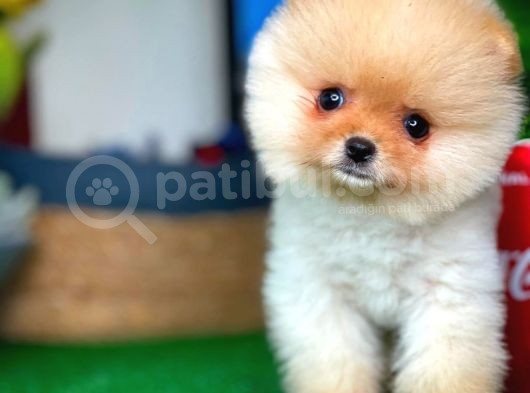 Pomeranian Boo görsel