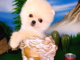 Pomeranian Boo