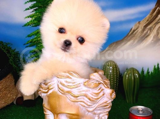 Pomeranian Boo görsel