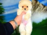 Pomeranian Boo