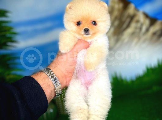 Pomeranian Boo görsel