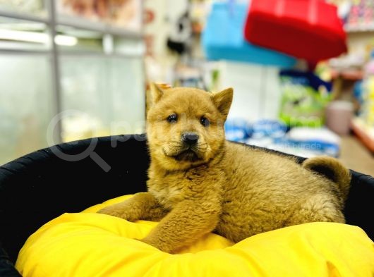 Chow Chow görsel