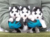 Husky Si̇bi̇rya Yavrulari