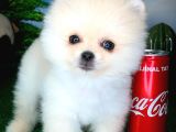 Pomeranian Boo Yavrularımız