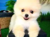 Pomeranian Boo Yavrularımız