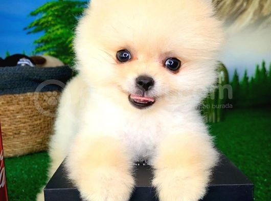 Pomeranian Boo Yavrularımız görsel