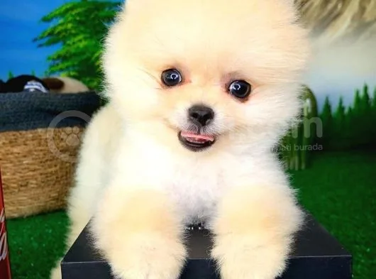 Pomeranian Boo Yavrularımız