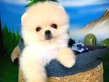 Pomeranian Boo Yavrularımız