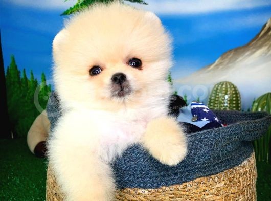 Pomeranian Boo Yavrularımız görsel