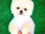 Pomeranian Boo Yavrularımız