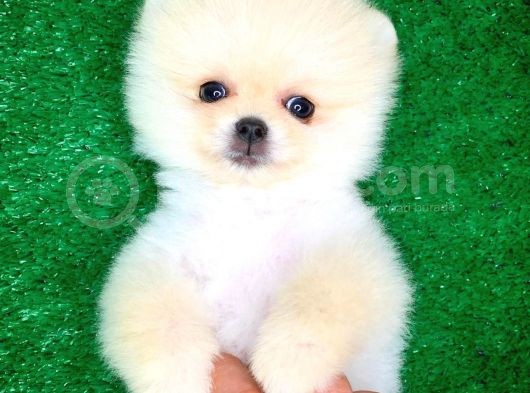 Pomeranian Boo Yavrularımız görsel