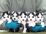 Husky Si̇bi̇rya Yavrulari