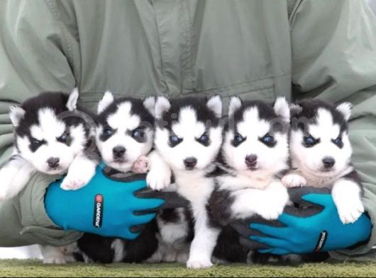 Husky Si̇bi̇rya Yavrulari görsel