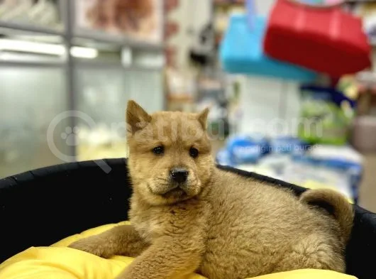 Chow Chow