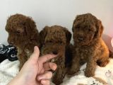 Toy Poodle Erkek Yavrularımız