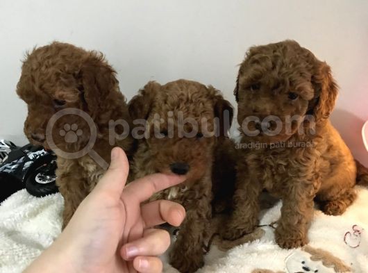 Toy Poodle Erkek Yavrularımız görsel