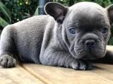 Blue French Bulldog Yavruları