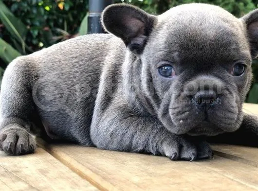 Blue French Bulldog Yavruları