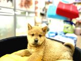 Chow Chow
