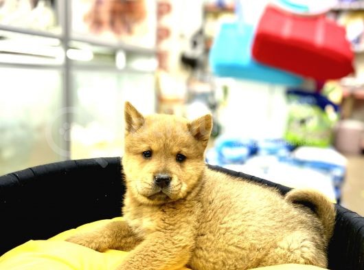 Chow Chow görsel