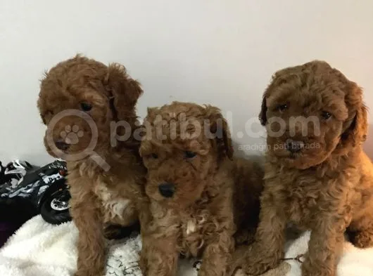 Toy Poodle Erkek Yavrularımız