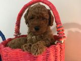 Toy Poodle Erkek Yavrularımız