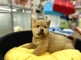 Chow Chow