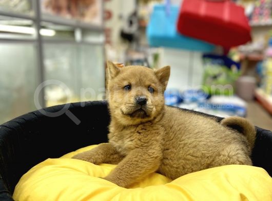 Chow Chow görsel