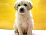 Golden Retriever Yavruları
