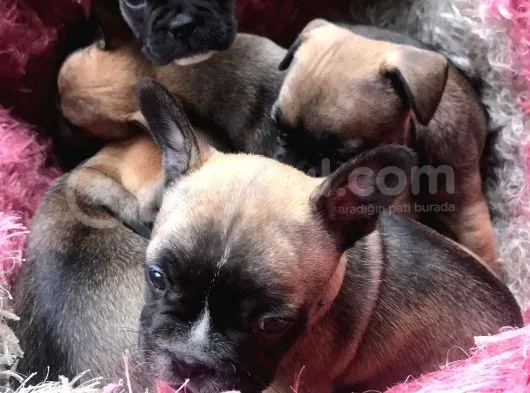 Sable Tan ( Blue Taşiyici ) Yavrular Baba Blue And Tan Anne Beyaz