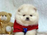 Pomerian Boo Bizim Isimiz